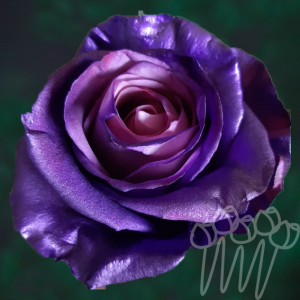 AS 83-Purple fantasy